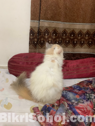 Persian cat
